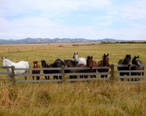 Lazy T Herd