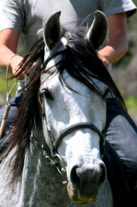 Artemis do Summerwind