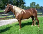 Bom Dia do Premier, the breeding stallion from Sunset Farm, SC