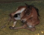 Last Marchador foal of 2010!
